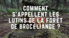 Comment s’appellent les lutins de la forêt Brocéliande ?