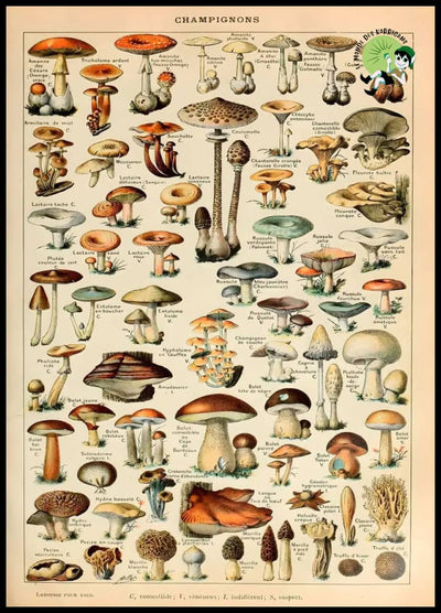 Affiches Murales Vintage Champignon - 2 / 30X40cm no frame - Stickers muraux et affiches illustrant des champignons