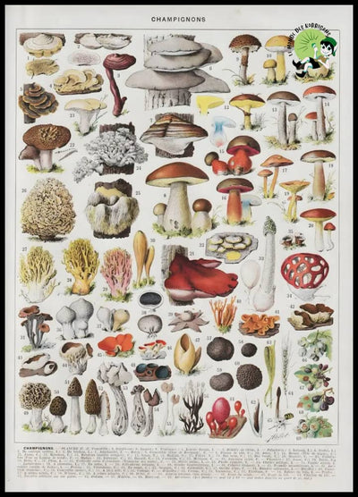 Affiches Murales Vintage Champignon - 3 / 30X40cm no frame - Stickers muraux et affiches illustrant des champignons