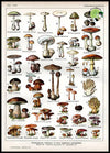 Affiches Murales Vintage Champignon - 4 / 30X40cm no frame - Stickers muraux et affiches illustrant des champignons