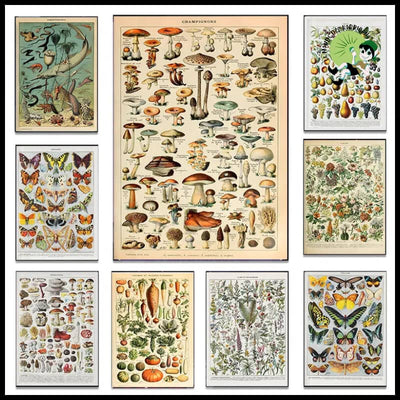 Affiches Murales Vintage Champignon - Stickers muraux et affiches illustrant des champignons