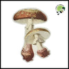 Autocollants Champignons Aquarelle DIY - 1 - Stickers muraux et affiches illustrant des champignons