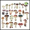 Autocollants Champignons Aquarelle DIY - 1 - Stickers muraux et affiches illustrant des champignons