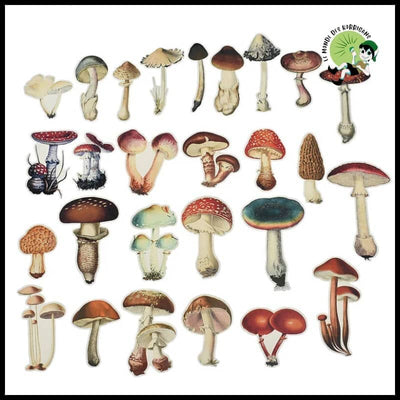 Autocollants Champignons Aquarelle DIY - 1 - Stickers muraux et affiches illustrant des champignons