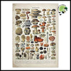 Impression sur Toile Champignon Vintage - Stickers muraux et affiches illustrant des champignons